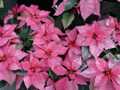 Pink poinsettia 1